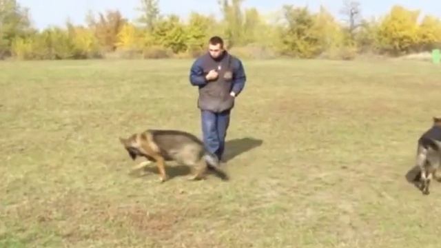 GoodDog. Выбор породы немецкая овчарка рабочего разведения. смотреть онлайн