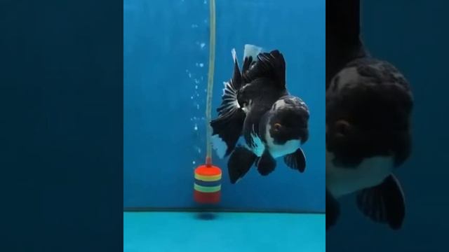 Most Beautiful Ranchu Goldfish In Aquarium Tank | Goldfish kingdom Beautiful Oranda Fish #103 смотреть онлайн