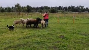 Пастьба  Овец  вельш-корги -кардиган  Хайфа