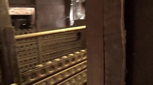 Я решил завести Венгерскую мангалицу