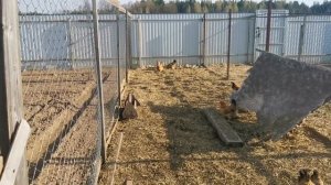 Правильное устройство выгула для кур или Не кормите кур Теперь они найдут корм сами Мульча курятник
