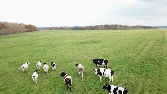 Квадрокоптер гоняет стадо коров. DJI Mavic Pro в качестве пастуха))