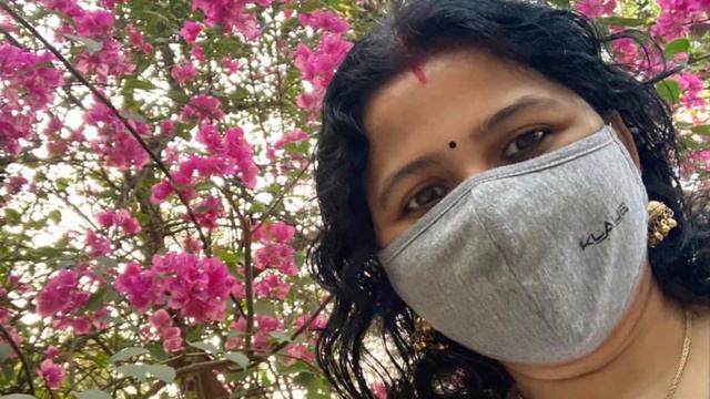 Bougainvillea, Mumbai Bougainvillea blossom, চলুন কাগজ ফুলে ফুলে ঘুরে আসি ,Golden Days With Me смотреть онлайн