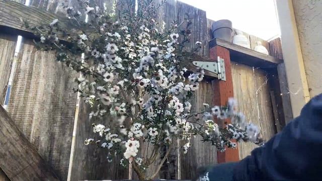 Bonsai - Snowflake Leptospermum смотреть онлайн