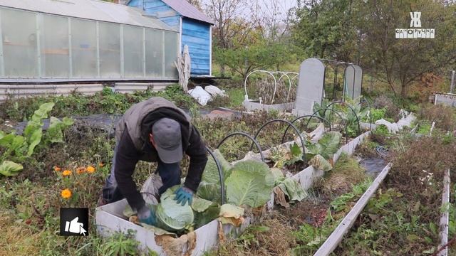 Пришла осень и в деревне прибавилось дел. ЖКВ Саморучка смотреть онлайн