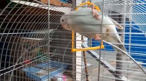 Выбираем покупаем волнистого попугая как выбрать попугая и зайчик баранчик