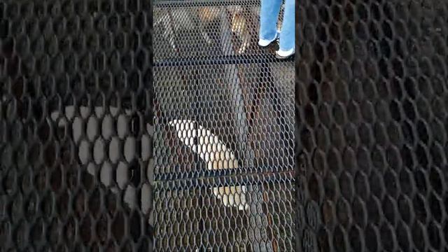 Львы сошлись на границе прайдов, адреналин зашкаливает смотреть онлайн