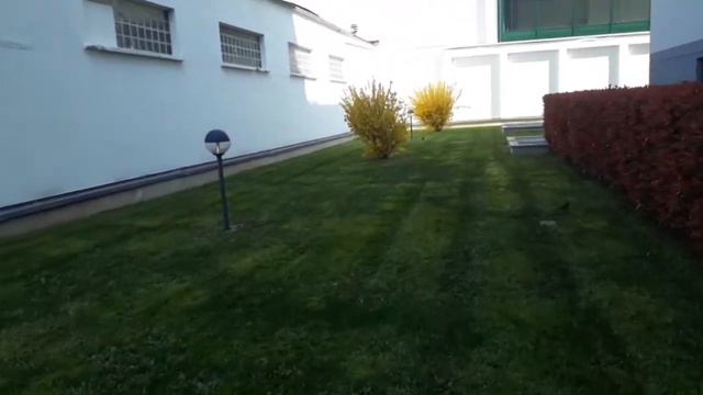 FORSIZIA PHOTINIA IN PRIMAVERA смотреть онлайн