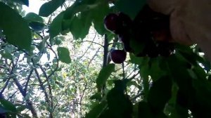 ЧЕРЕШНЯ ВАЛЕРИЙ ЧКАЛОВ//ОТЗЫВ