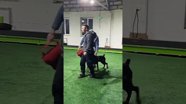 Doberman смотреть онлайн