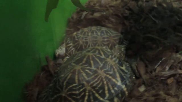 Звездчатая черепаха. смотреть онлайн