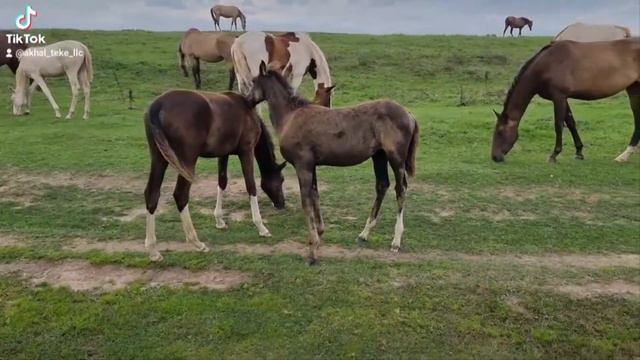 Продажа Ахалтекинских лошадей.Sale of Akhal-Teke horses.https://akhaltekellc.com смотреть онлайн