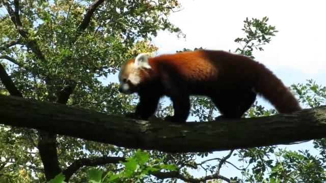 Малая красная панда - Ailurus Fulgens