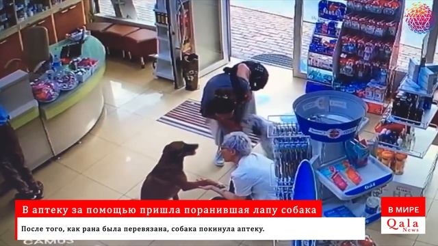 В аптеку за помощью пришла поранившая лапу собака смотреть онлайн