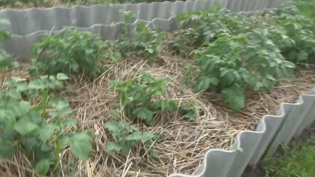 ПОСАДКА КАРТОФЕЛЯ под СОЛОМУ, Результат через 50 дней ЧАСТЬ 2 смотреть онлайн