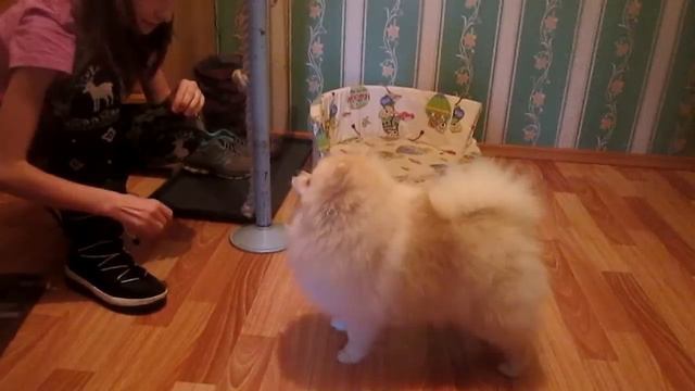 Шпиц подрос. смотреть онлайн