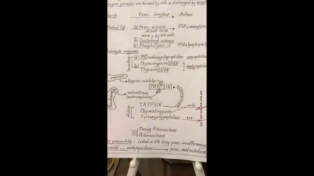Dr.Nagi - Live Physiology - Lecture 106 - GIT (4) - Vomiting , Pancreas & Bile Salts смотреть онлайн