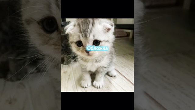 Мой телефон🍉 смотреть онлайн