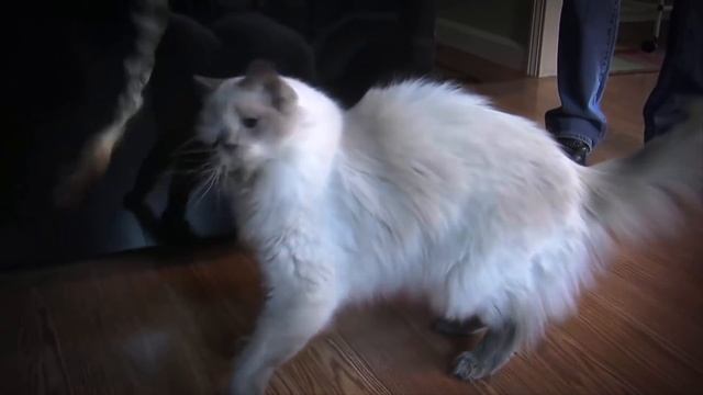 "Фрэнк и Луи" ИСТОРИЯ ДВУХГОЛОВОГО КОТА Frank and Louie смотреть онлайн