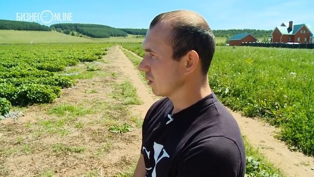 Клубничное Эльдорадо в Сабинском районе | Бизнес на селе #13 смотреть онлайн