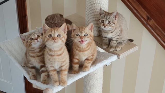Scottish Folds playing with toy - Synchronized смотреть онлайн