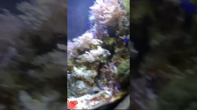 Biotop 130 л. Морской огурец, морская собачка, хирург парусная зебрасома. смотреть онлайн