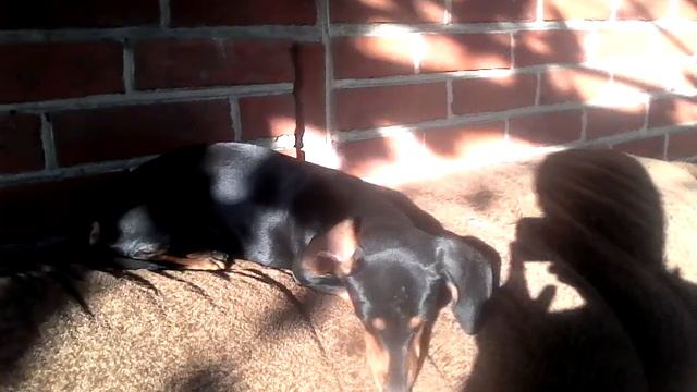 Одна собака хочет спать а другая сходить ы магазин за платьюшками смотреть онлайн