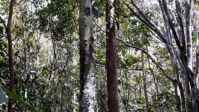 Orangutan Pongo pygmaeus Kalimantan смотреть онлайн