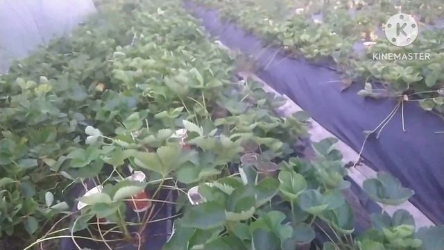 ШИКАРНА КЛЕРІ, Є САДЖАНЦІ! ПОКАЖУ, ЧИМ ОБРОБИТИ ПІСЛЯ ЧИЩЕННЯ ПОЛУНИЦІ.  Є РОЗСАДА ПІЗНІХ СОРТІВ