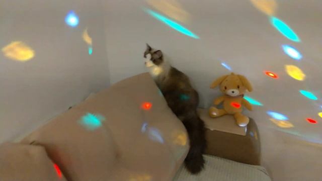 ВОЗВРАЩЕНИЕ КОТА! КОТ ШИПИТ НА КОТА. ДРАКА) смотреть онлайн