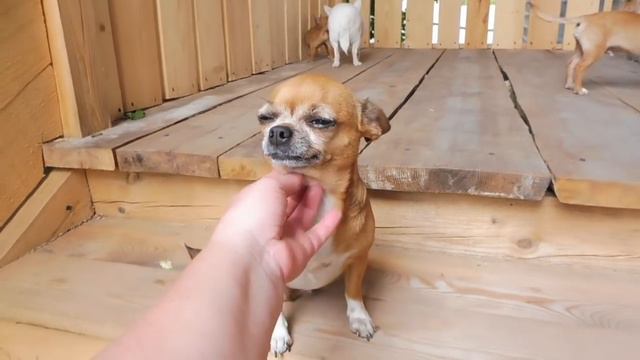 ЩЕНКИ ЧИХУА - ПРОДАЮ /РАЗНЫЕ ПОМЕТЫ ( ПИТОМНИК "МАРИ МИСТИК" ) смотреть онлайн