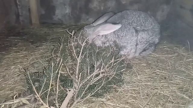 Почему кролики грызут клетку смотреть онлайн