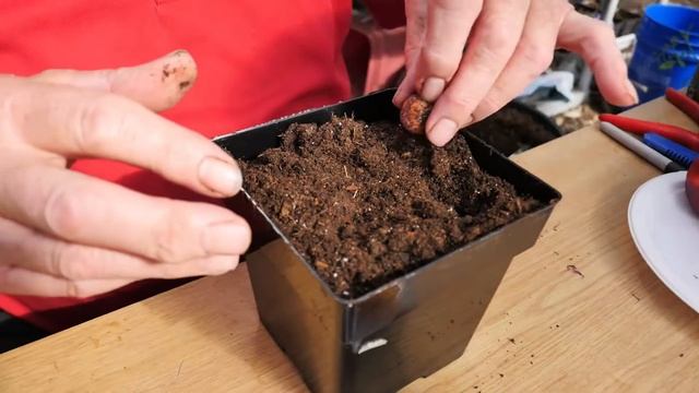 EASY WAY How to Grow Peach Trees from Seed смотреть онлайн