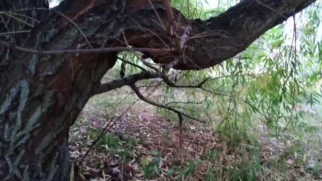 ИВА ШАТËР. смотреть онлайн