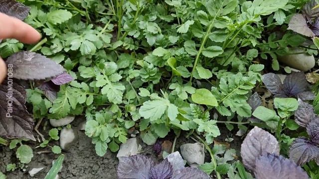 УЗБЕКИСТАН//ПОЕЗДКА в  УРГУТ//СОБИРАЕМ МАЛИНУ @ranokamolova