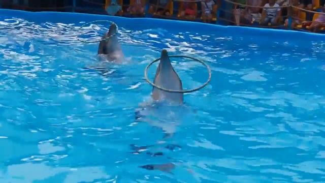 Дельфинарий SeaLife в Краснодаре