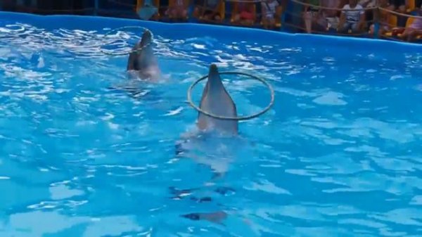 Дельфинарий SeaLife в Краснодаре