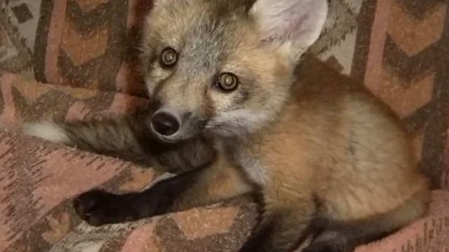 Он купил эту кроху на меховой ферме, чтобы спасти от гибели. И вот что вышло! смотреть онлайн