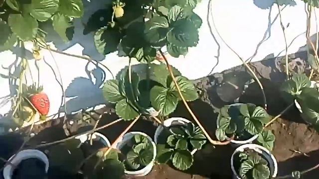 Зделайте это при посадке клубнике и избавитесь от вредителей, грибковых заболеваний и муравьев! смотреть онлайн