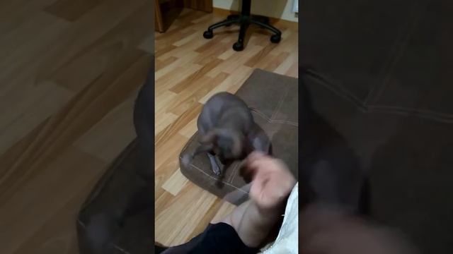 Жизнь домашней животной. Тара ❤️ Игра в веревочки смотреть онлайн
