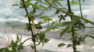 Ежевика Карака блэк. Выращиваю вниз головой ))