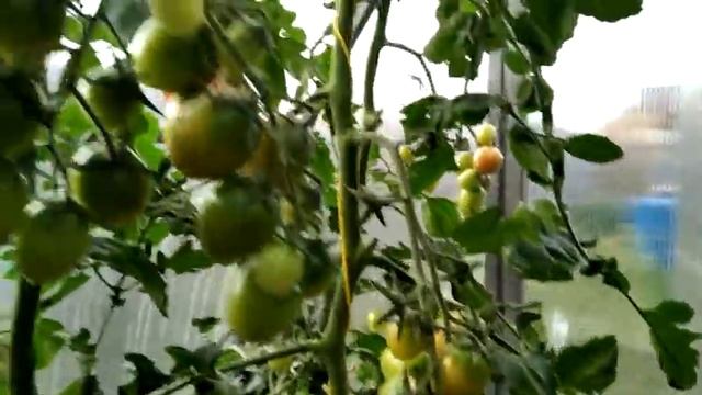 Черри Ира. Обзор гибрида. Выращивание томата в Сибири. смотреть онлайн