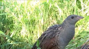 Коростель   неуловимый скрипун