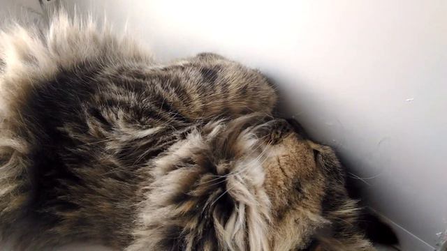 Нормальные кошки так спят?? смотреть онлайн