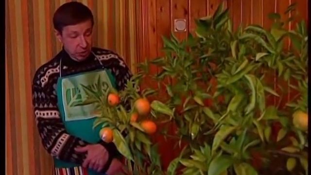 Как заставить цвести цитрусовые без какой либо прививки смотреть онлайн