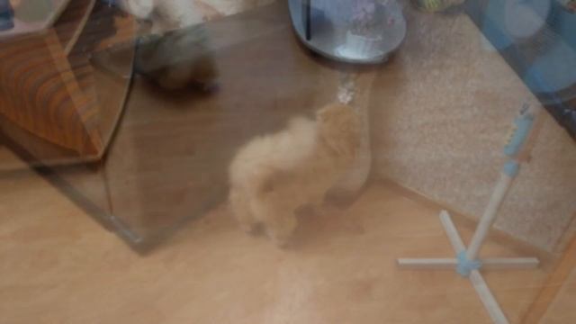 Смешные кошки. Ещё один день из жизни рыжего кота. Видео 19 смотреть онлайн