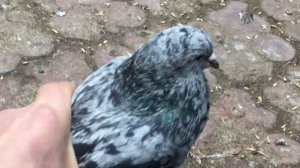 Если спаровать мраморного голубя и белую голубку...Прогоним глистов хвойным раствором из сосны и ел