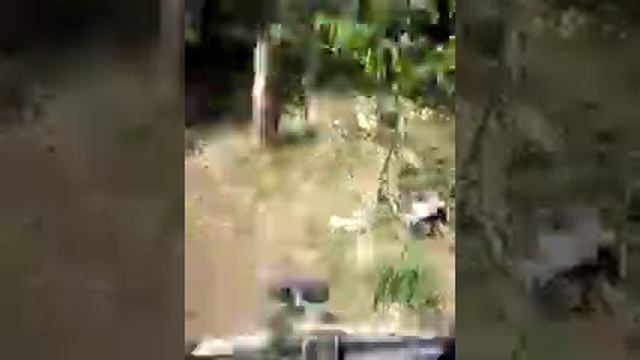 БОЛОТО И ЛЕС!!!!!!!!!!! смотреть онлайн