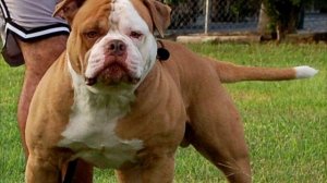 Американский бульдог или амбуль