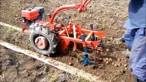 Копаем картофель мотоблоком МТЗ-09 с картофелекопалкой ККМ-2.